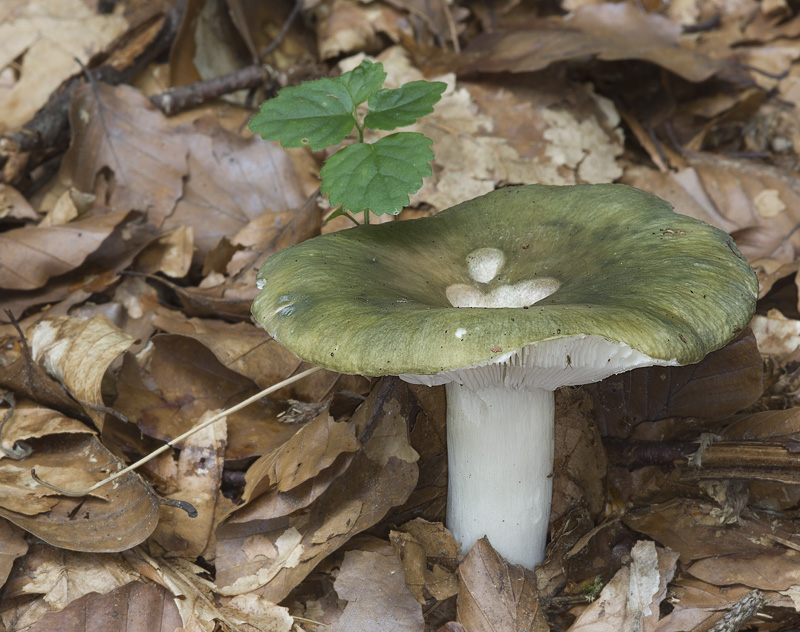 Russula cyanoxantha f. peltereaui